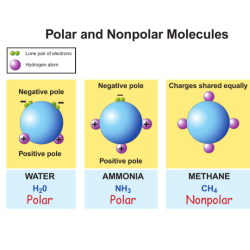 Polar nonpolar bonds mcat chemistry dipole bond covalent ccl compound schoolbag info each chemical cl moments socratic will four bonding