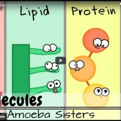 Amoeba sisters microscopes answer key