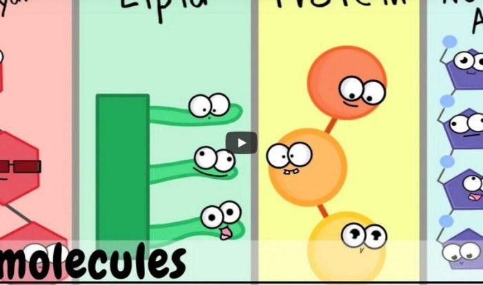 Amoeba sisters microscopes answer key