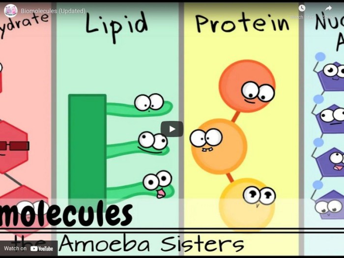 Amoeba sisters microscopes answer key