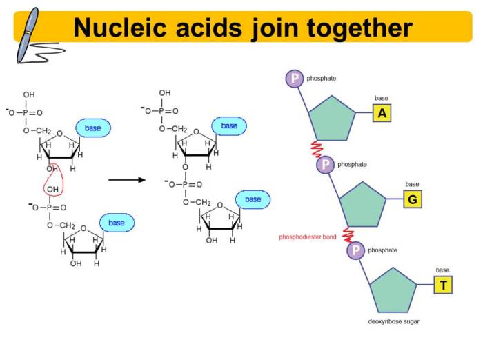 Ap biology 042 biological molecules