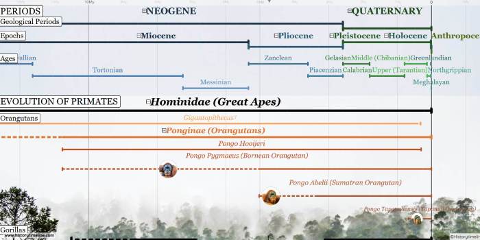 The key timeline of primate paleontology is