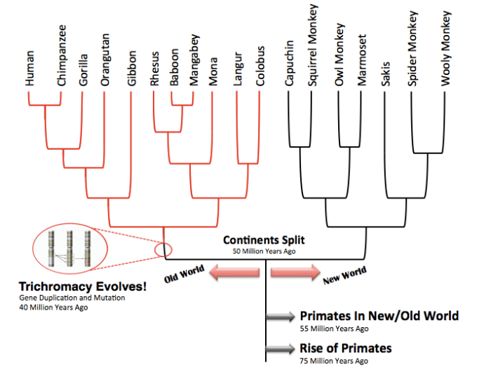 Paleontology ecology p449 advances mammalian