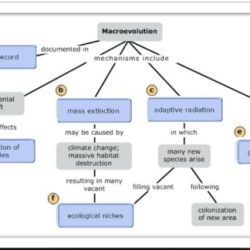 Evolution concept map answers key