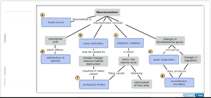 Evolution concept map answers key