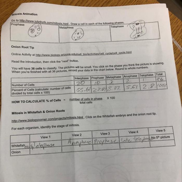 Mitosis in onion root tip lab answers