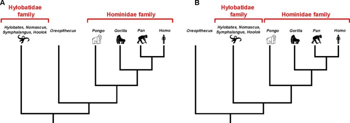 The key timeline of primate paleontology is