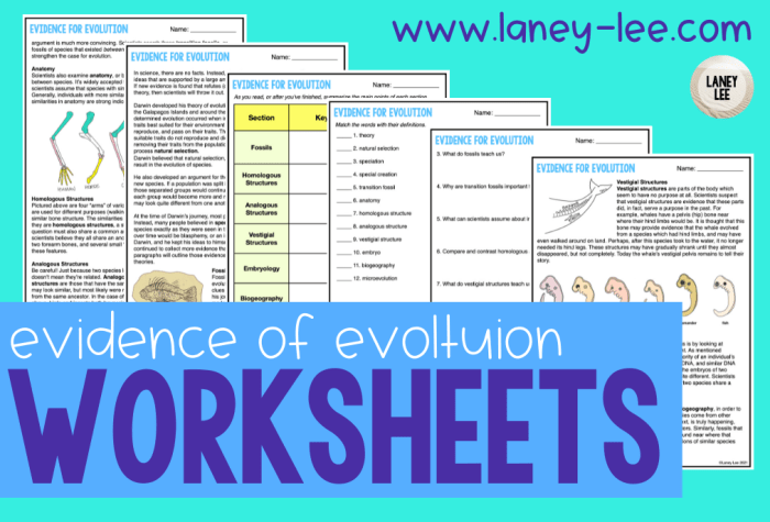 Types of evolution worksheet pdf answers