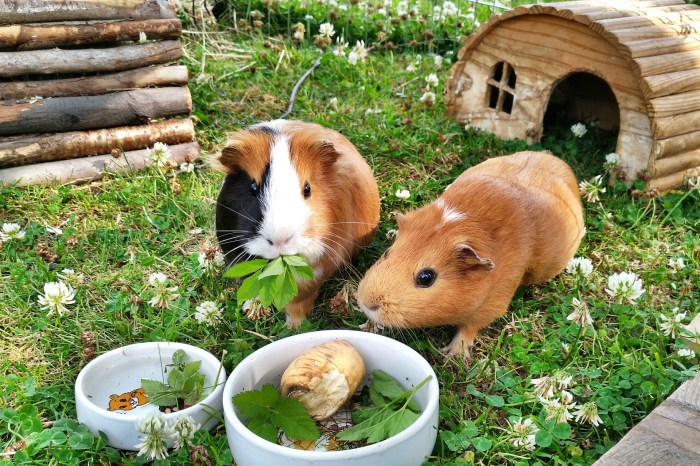 Guinea pigs cauliflower vitamins