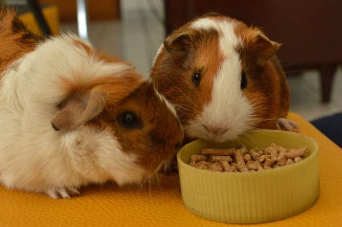 Can gerbils eat guinea pig food