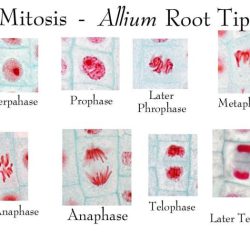 Mitosis in onion root tip lab answers