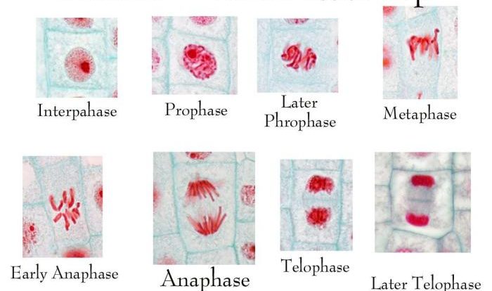 Mitosis in onion root tip lab answers