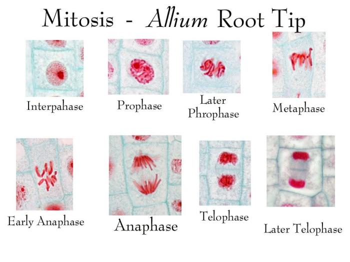 Mitosis in onion root tip lab answers