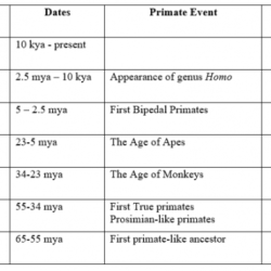 Evolution primate fossils periods timeline their trace ancestry most people