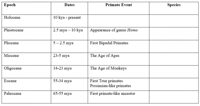 Evolution primate fossils periods timeline their trace ancestry most people