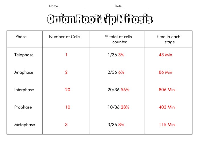 Mitosis in onion root tip lab answers