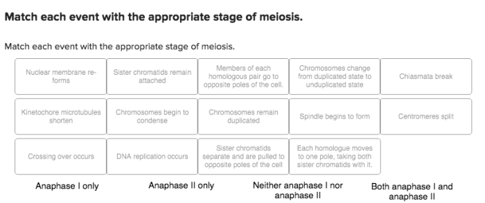 Match each event with the appropriate stage of meiosis