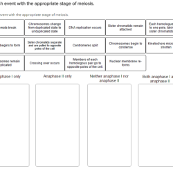 Match each event with the appropriate stage of meiosis