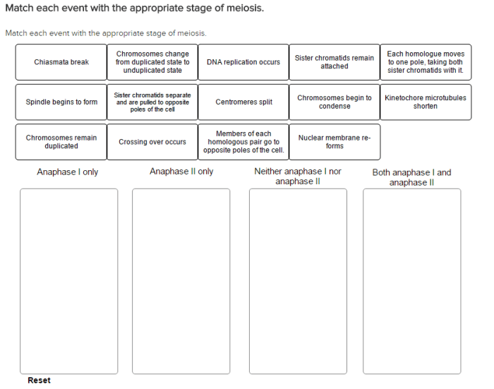 Match each event with the appropriate stage of meiosis